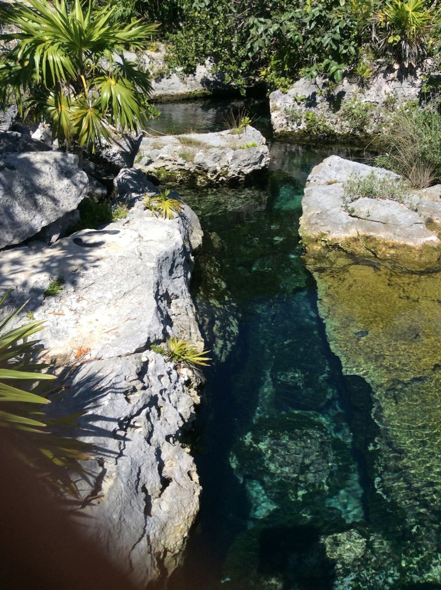 Clear turquoise water in a rocky cenote surrounded by jungle plants, Riviera Maya