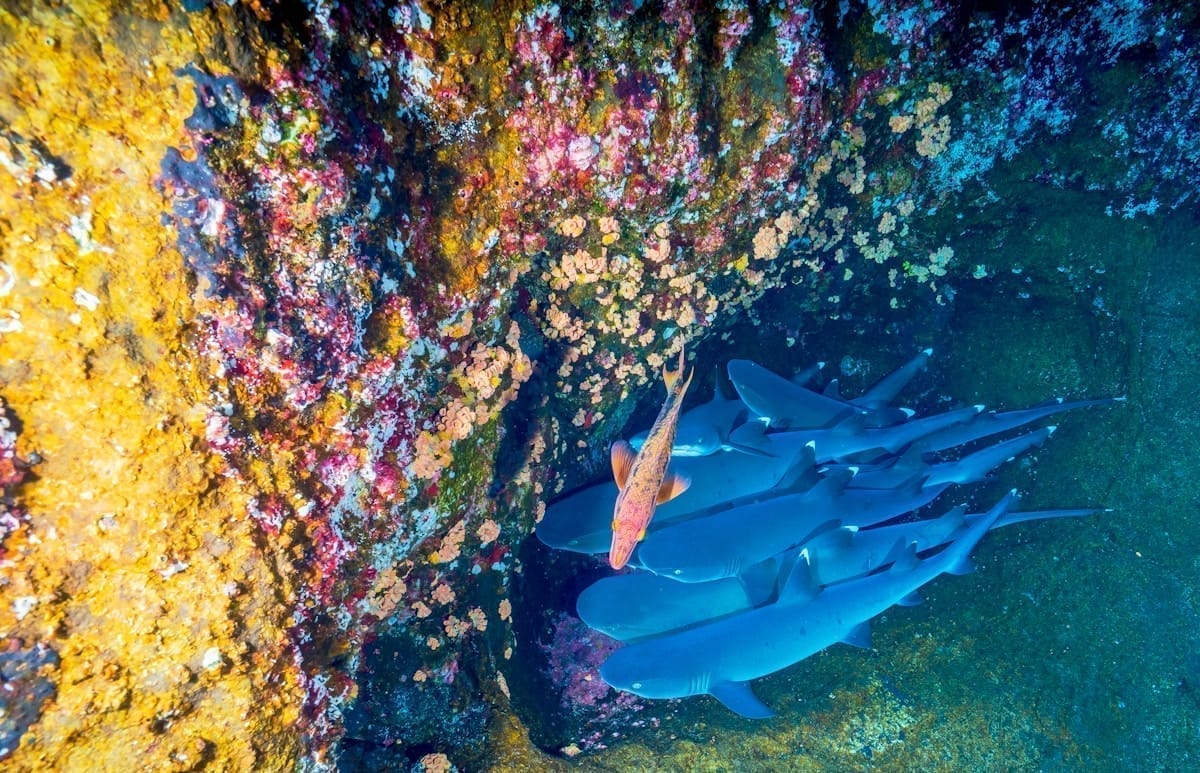 Reef sharks and tropical fish clustered along a vibrant coral wall in clear blue Caribbean water, Mexico