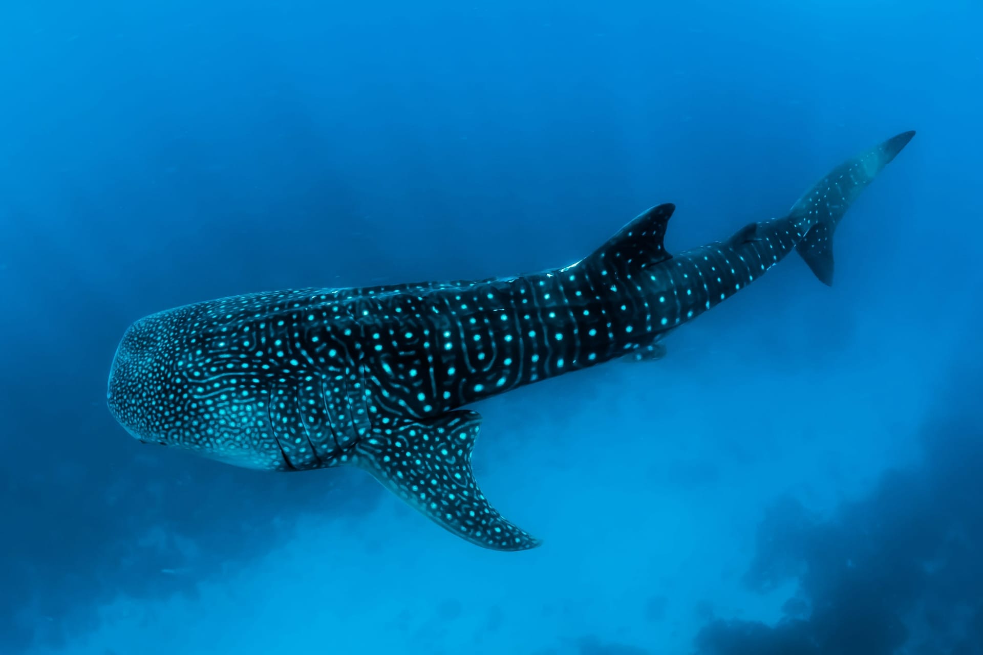 Whale shark with distinctive spotted pattern swimming through clear blue water