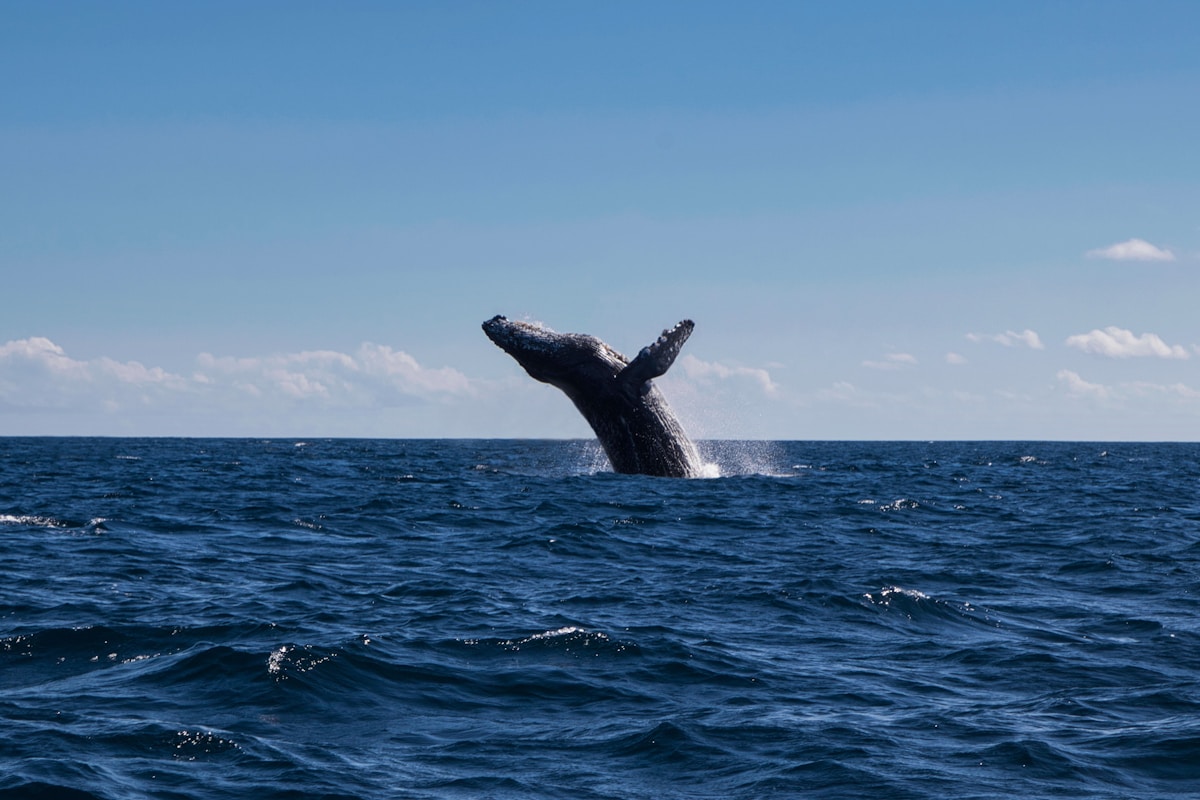Humpback whale breaching off Cabo San Lucas, Baja California Sur