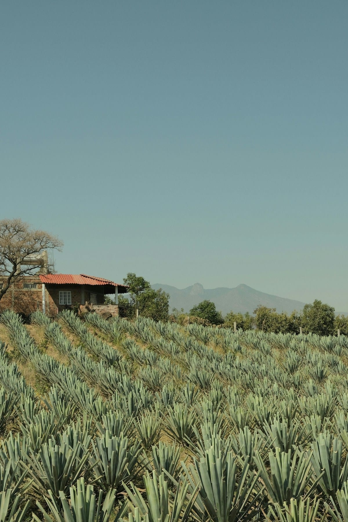 Colourful town of Tequila, Jalisco — day trip from Guadalajara