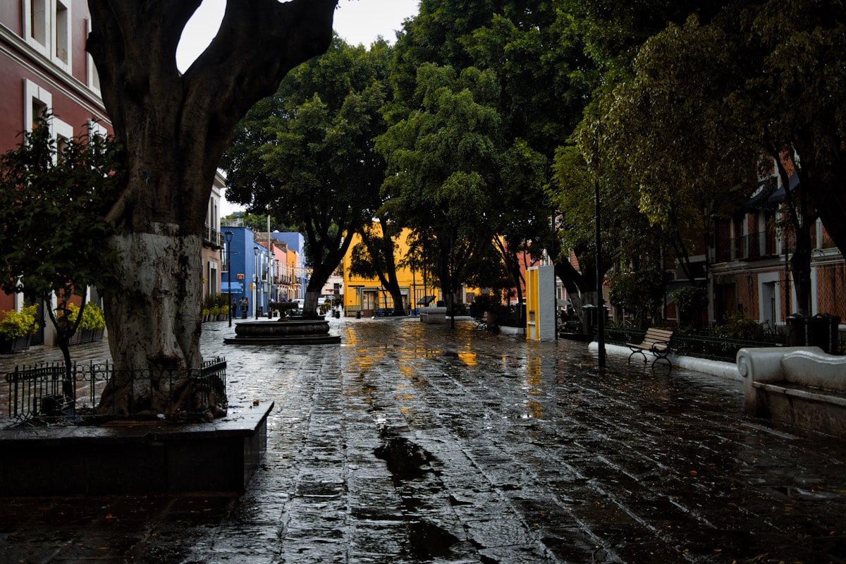 Wet cobblestone plaza with trees and colourful colonial buildings after rain, Puebla, Mexico