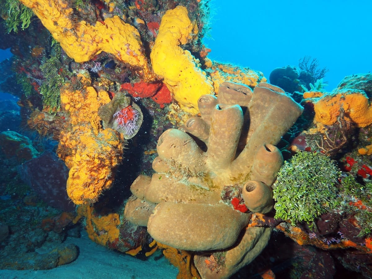 Coral reef and turquoise water, Cozumel, Quintana Roo, Mexico