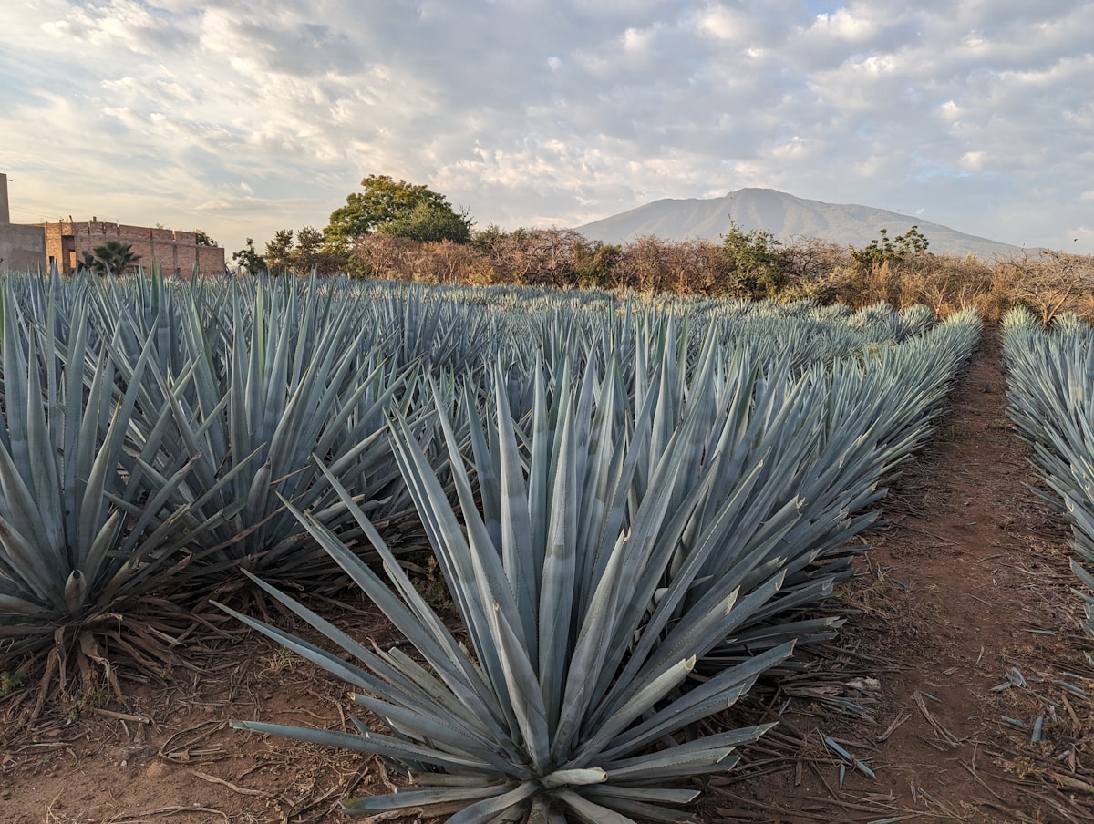 Blue agave field with mountain in background, Tequila, Jalisco, Mexico