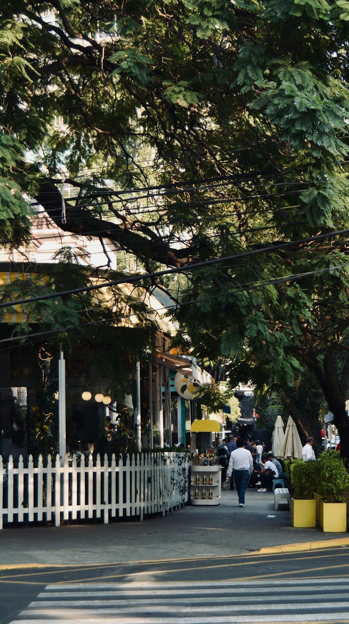 Tree-lined street in Mexico City neighbourhood with cafe tables and pedestrians
